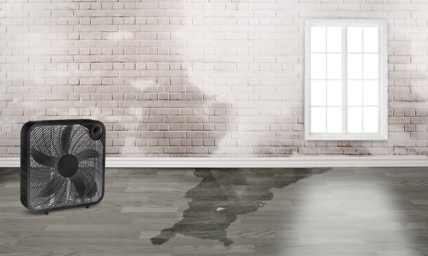 Best Mold removal after water damage  in Island Heights, NJ